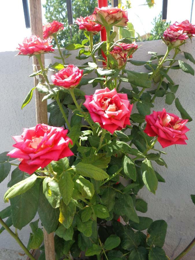 Roses Studios Nea Moudania Exteriér fotografie